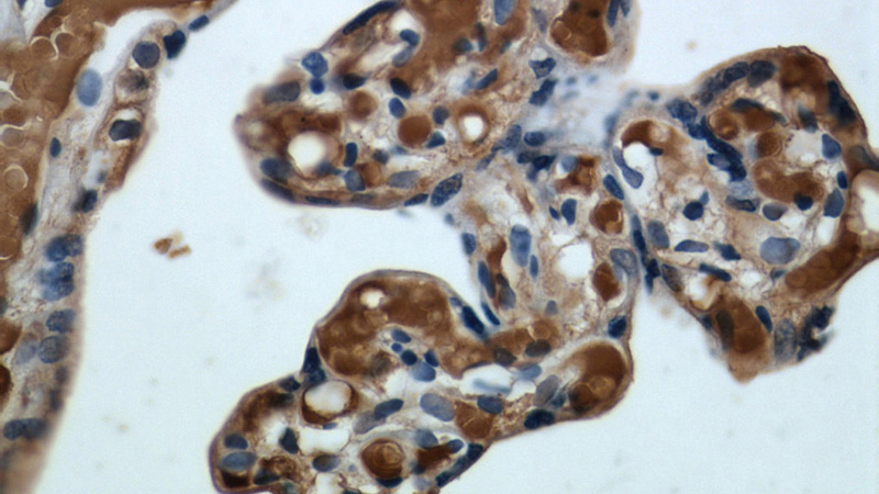 Immunohistochemical of paraffin-embedded human placenta using Catalog No:111288(HBE1 antibody) at dilution of 1:50 (under 40x lens)