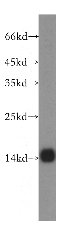 HEK-293 cells were subjected to SDS PAGE followed by western blot with Catalog No:110918(GCSH antibody) at dilution of 1:500