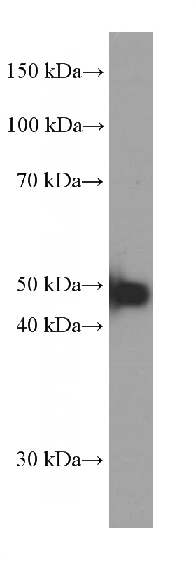 HepG2 cells were subjected to SDS PAGE followed by western blot with Catalog No:107069(ATF4 Antibody) at dilution of 1:2000