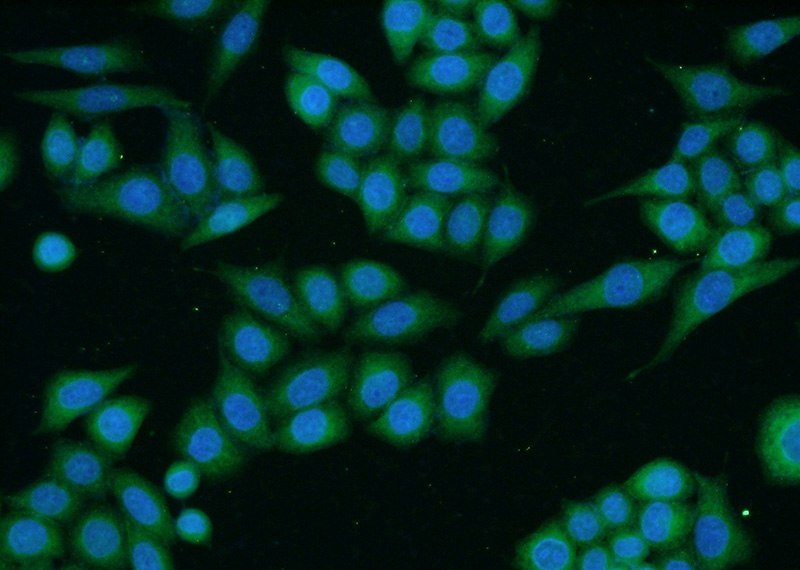 Immunofluorescent analysis of HeLa cells using Catalog No:115967(TACC1 Antibody) at dilution of 1:50 and Alexa Fluor 488-congugated AffiniPure Goat Anti-Rabbit IgG(H+L)