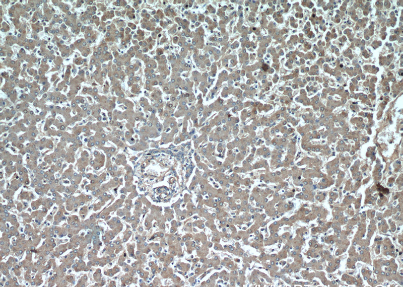 Immunohistochemical of paraffin-embedded human liver using Catalog No:110954(GFRA2 antibody) at dilution of 1:50 (under 10x lens)