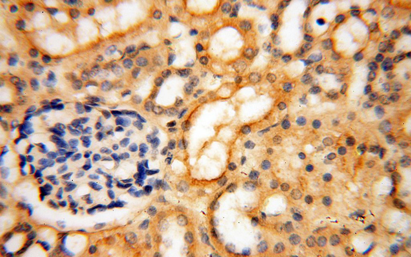 Immunohistochemical of paraffin-embedded human kidney using Catalog No:112894(MUL1 antibody) at dilution of 1:50 (under 40x lens)
