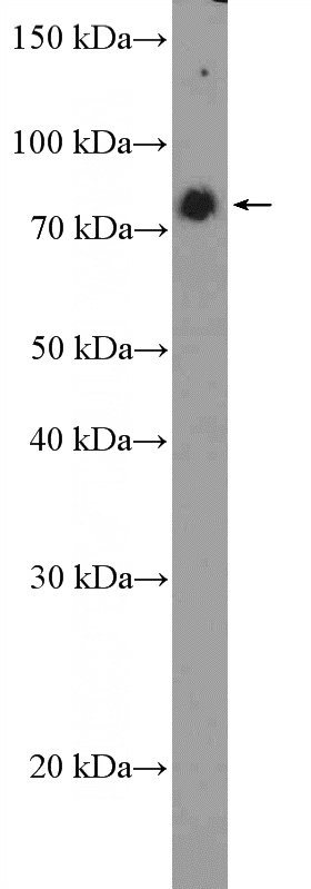 HepG2 cells were subjected to SDS PAGE followed by western blot with Catalog No:108554(BUD13 Antibody) at dilution of 1:600