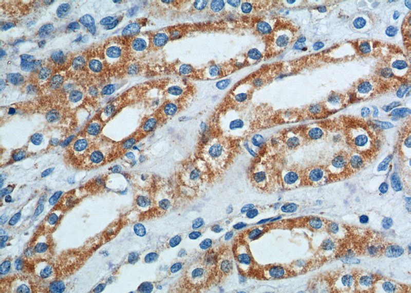 Immunohistochemistry of paraffin-embedded human kidney tissue slide using Catalog No:108395(B4GALT4 Antibody) at dilution of 1:200 (under 40x lens).
