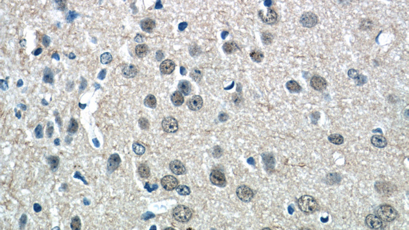 Immunohistochemistry of paraffin-embedded mouse brain tissue slide using Catalog No:113862(PHOX2B Antibody) at dilution of 1:50 (under 40x lens)