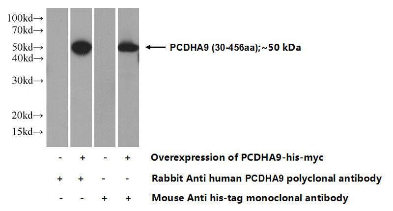 Transfected HEK-293 cells were subjected to SDS PAGE followed by western blot with Catalog No:113697(PCDHA9 Antibody) at dilution of 1:500