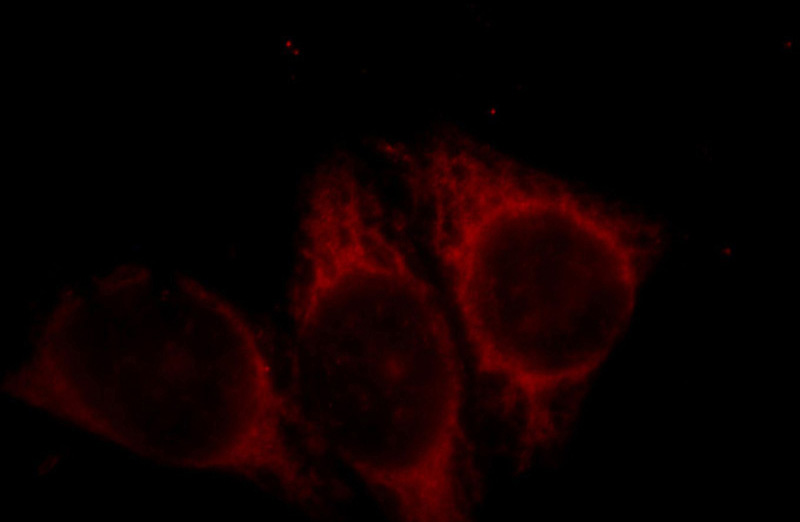 Immunofluorescent analysis of Hela cells, using GLRX3 antibody Catalog No:111036 at 1:25 dilution and Rhodamine-labeled goat anti-rabbit IgG (red).