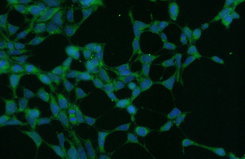 Immunofluorescent analysis of HEK-293 cells using Catalog No:117265(ZRANB3 Antibody) at dilution of 1:50 and Alexa Fluor 488-congugated AffiniPure Goat Anti-Rabbit IgG(H+L)