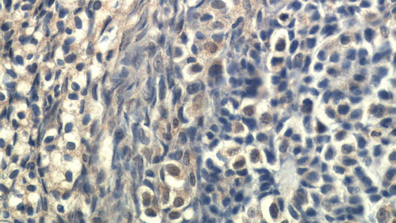 Immunohistochemical of paraffin-embedded human ovary using Catalog No:117050(GLP1 antibody) at dilution of 1:50 (under 40x lens)