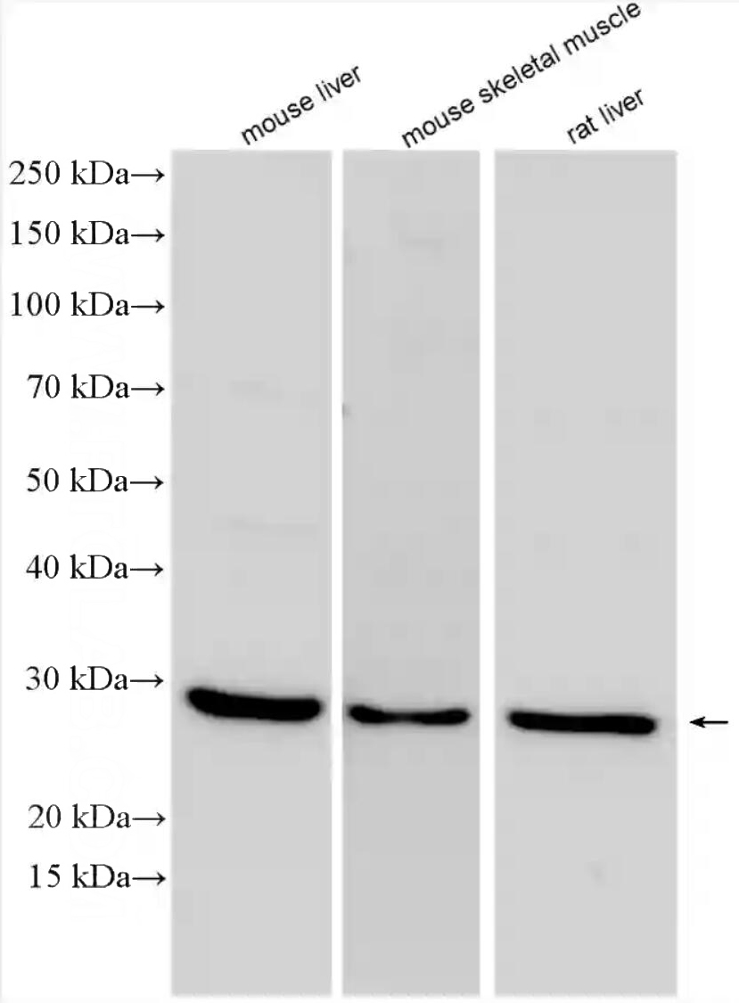 mouse liver, mouse skeletal muscle and rat liver were subjected to SDS PAGE followed by western blot with Catalog No:110738(FNDC5 antibody) at dilution of 1:2000 incubated at room temperature for 1.5 hours