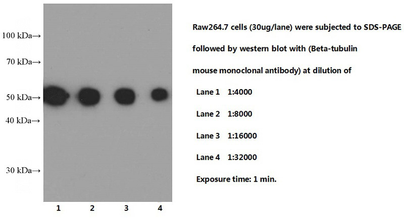 RAW 264.7 cells were subjected to SDS PAGE followed by western blot with Catalog No:117308 (Tubulin-beta Antibody) at different dilutions.