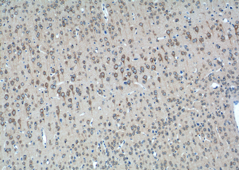 Immunohistochemistry of paraffin-embedded mouse brain tissue slide using Catalog No:115075(SEC13 Antibody) at dilution of 1:50 (under 10x lens)