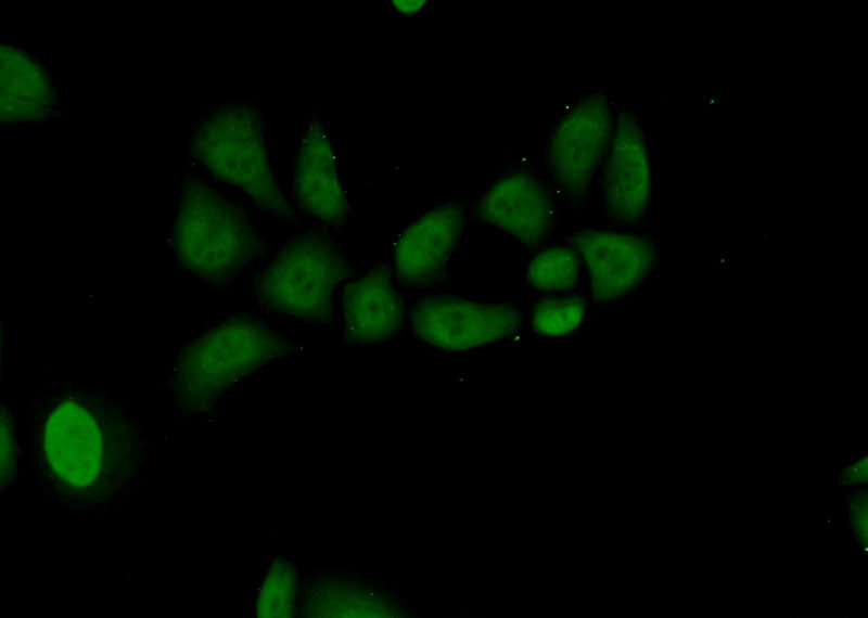 Immunofluorescent analysis of HeLa cells using Catalog No:114764(RNF8 Antibody) at dilution of 1:50 and Alexa Fluor 488-congugated AffiniPure Goat Anti-Rabbit IgG(H+L)