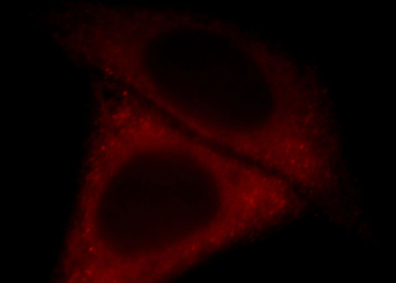 Immunofluorescent analysis of HepG2 cells, using NCOA3 antibody Catalog No:113042 at 1:25 dilution and Rhodamine-labeled goat anti-rabbit IgG (red).