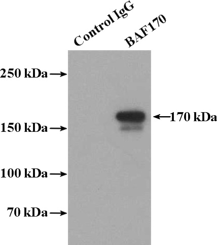 IP Result of anti-BAF170 (IP:Catalog No:108405, 4ug; Detection:Catalog No:108405 1:700) with HeLa cells lysate 3200ug.