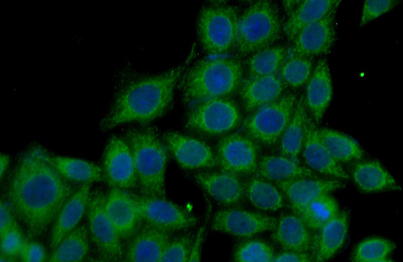 Immunofluorescent analysis of (-20oc Ethanol) fixed HeLa cells using Catalog No:113271(NRAS Antibody) at dilution of 1:50 and Alexa Fluor 488-congugated AffiniPure Goat Anti-Rabbit IgG(H+L)