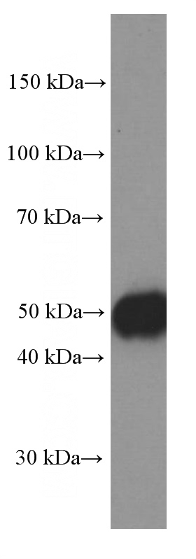 Ramos cells were subjected to SDS PAGE followed by western blot with Catalog No:107127(CD27 Antibody) at dilution of 1:1000