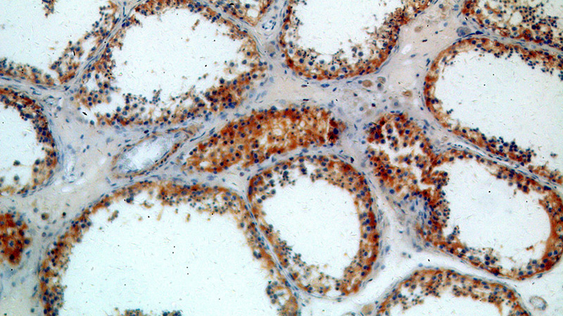 Immunohistochemical of paraffin-embedded human testis using Catalog No:114198(PRKAR2B antibody) at dilution of 1:100 (under 10x lens)