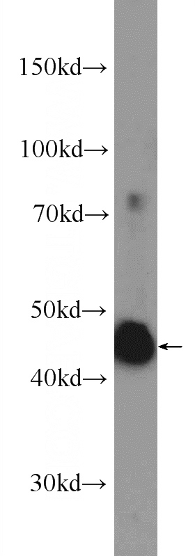 HeLa cells were subjected to SDS PAGE followed by western blot with Catalog No:113438(OSGEPL1 Antibody) at dilution of 1:1000