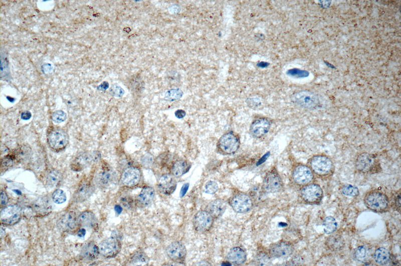 Immunohistochemistry of paraffin-embedded mouse brain tissue slide using Catalog No:111517(HOMER1 Antibody) at dilution of 1:50 (under 40x lens)