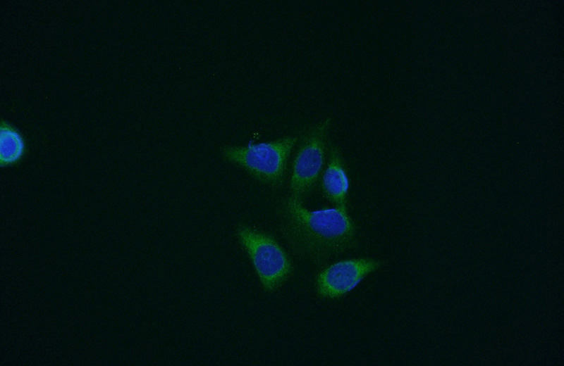 Immunofluorescent analysis of HeLa cells using Catalog No:109674(PPIB Antibody) at dilution of 1:50 and Alexa Fluor 488-congugated AffiniPure Goat Anti-Rabbit IgG(H+L)