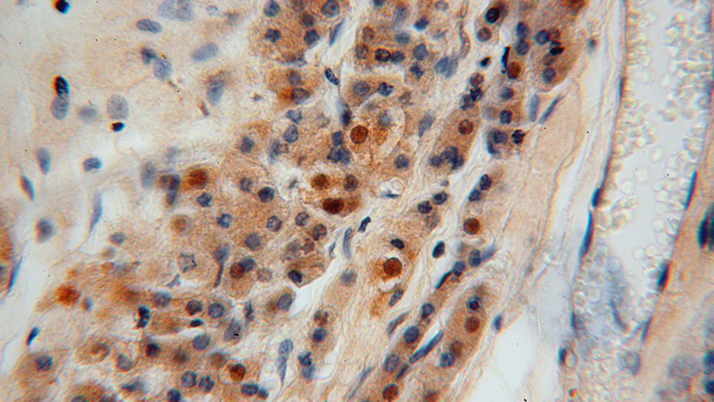 Immunohistochemical of paraffin-embedded human testis using Catalog No:113789(PGM1 antibody) at dilution of 1:100 (under 40x lens)