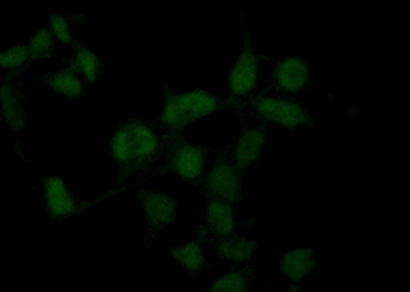 Immunofluorescent analysis of (10% Formaldehyde) fixed HEK-293 cells using Catalog No:114596(RBM11 Antibody) at dilution of 1:50 and Alexa Fluor 488-congugated AffiniPure Goat Anti-Rabbit IgG(H+L)