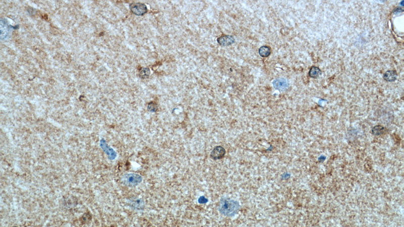 Immunohistochemistry of paraffin-embedded mouse brain tissue slide using Catalog No:107964(ALDH1L1 Antibody) at dilution of 1:50 (under 40x lens)