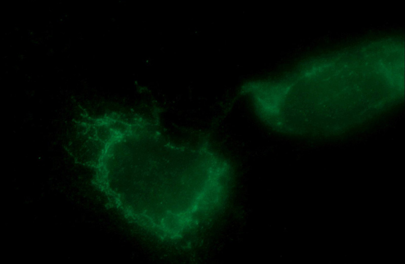 Immunofluorescent analysis of A431 cells using Catalog No:114216(Prohibitin Antibody) at dilution of 1:25 and FITC-Goat anti-Rabbit IgG