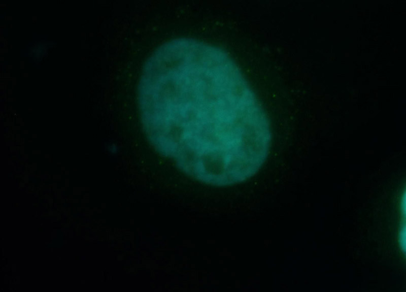 Immunofluorescent analysis of Hela cells, using UBLCP1 antibody Catalog No:116653 at 1:50 dilution and FITC-labeled donkey anti-rabbit IgG (green). Blue pseudocolor = DAPI (fluorescent DNA dye).