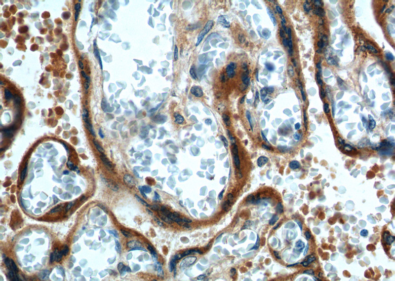 Immunohistochemistry of paraffin-embedded human placenta tissue slide using Catalog No:111281(CGA Antibody) at dilution of 1:200 (under 40x lens).