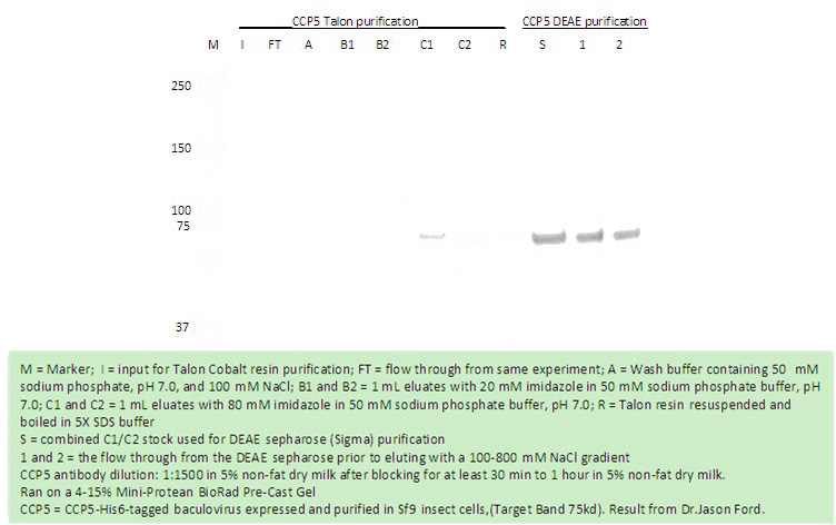 WB result of Catalog No:107917(anti-CCP5): Fusion protein expressed in Baculovirus.(From Dr. Jason Ford)