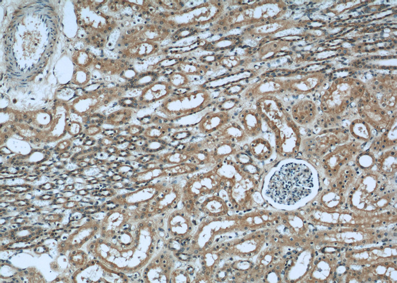 Immunohistochemical of paraffin-embedded human kidney using Catalog No:110989(GNAI3 antibody) at dilution of 1:50 (under 10x lens)