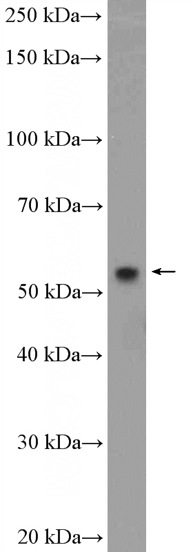 BxPC-3 cells were subjected to SDS PAGE followed by western blot with Catalog No:112116(KPNA6 Antibody) at dilution of 1:600