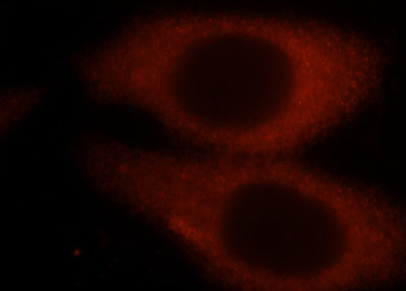 Immunofluorescent analysis of HepG2 cells, using HSP90AA1 antibody Catalog No:111570 at 1:25 dilution and Rhodamine-labeled goat anti-rabbit IgG (red).