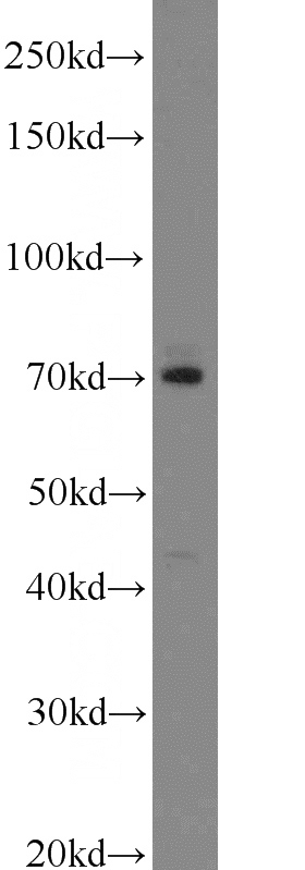 mouse lung tissue were subjected to SDS PAGE followed by western blot with Catalog No:112278(LAMP3 antibody) at dilution of 1:1000