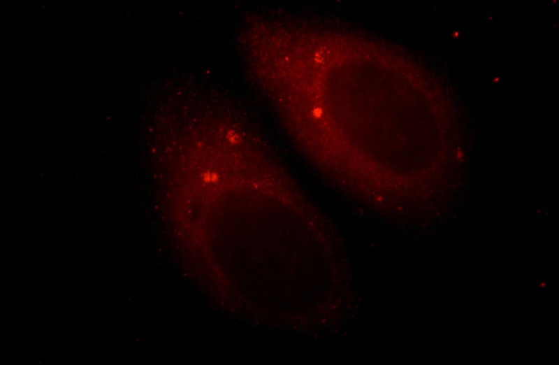 Immunofluorescent analysis of HepG2 cells, using APBB1 antibody Catalog No:110612 at 1:25 dilution and Rhodamine-labeled goat anti-rabbit IgG (red).