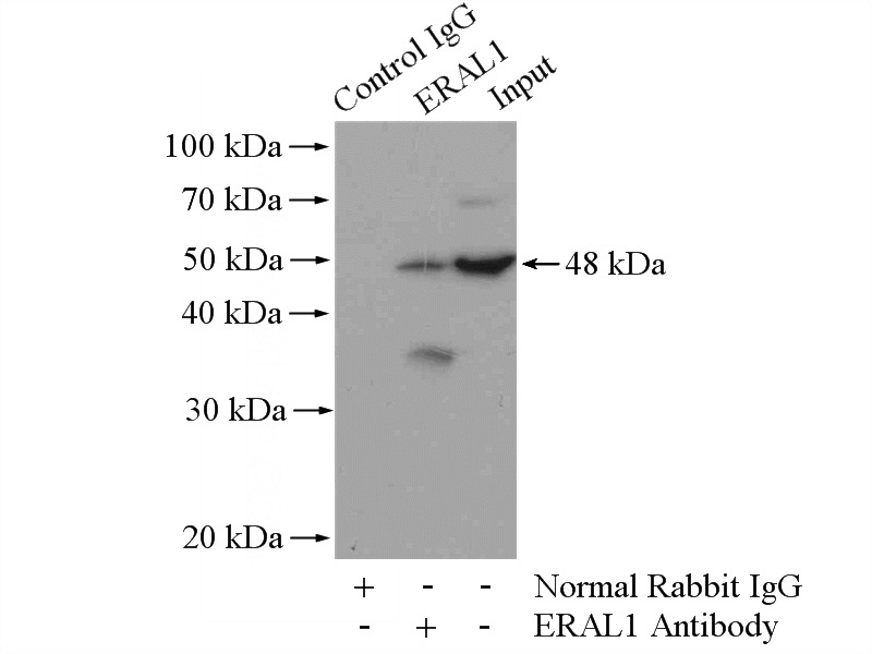IP Result of anti-ERAL1 (IP:Catalog No:110399, 4ug; Detection:Catalog No:110399 1:500) with Jurkat cells lysate 4000ug.