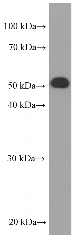HepG2 cells were subjected to SDS PAGE followed by western blot with Catalog No:107265(HPSE Antibody) at dilution of 1:2000