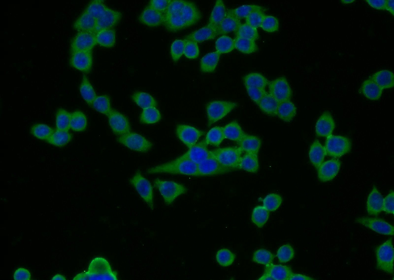 Immunofluorescent analysis of BxPC-3 cells using Catalog No:110638(FGFBP2 Antibody) at dilution of 1:25 and Alexa Fluor 488-congugated AffiniPure Goat Anti-Rabbit IgG(H+L)