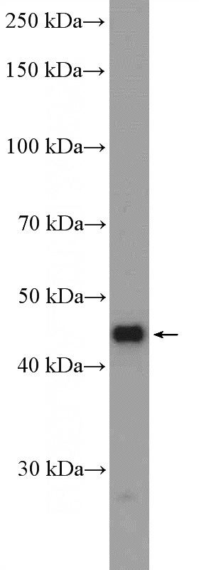 HepG2 cells were subjected to SDS PAGE followed by western blot with Catalog No:112347(LSM11 Antibody) at dilution of 1:1000