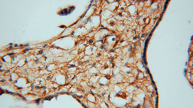 Immunohistochemical of paraffin-embedded human placenta using Catalog No:113661(PDE4A antibody) at dilution of 1:50 (under 40x lens)