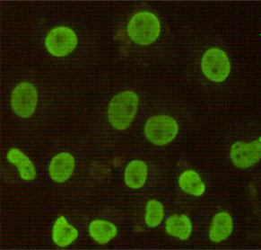 Immunocytochemistry stain of Hela using CDX2 mouse mAb (1:100).