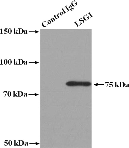 IP Result of anti-LSG1 (IP:Catalog No:112344, 4ug; Detection:Catalog No:112344 1:500) with HeLa cells lysate 3400ug.