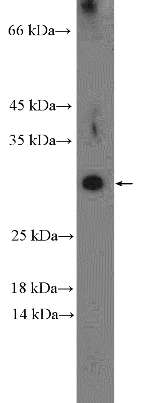 mouse testis tissue were subjected to SDS PAGE followed by western blot with Catalog No:110127(DYDC1 Antibody) at dilution of 1:1000