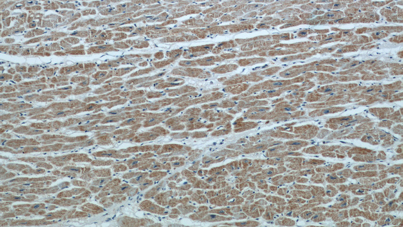 Immunohistochemical of paraffin-embedded human heart using Catalog No:111284(HCN1 antibody) at dilution of 1:50 (under 10x lens)