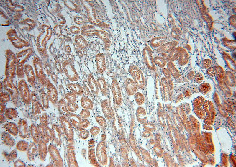 Immunohistochemical of paraffin-embedded human kidney using Catalog No:114370(PSKH2 antibody) at dilution of 1:100 (under 10x lens)