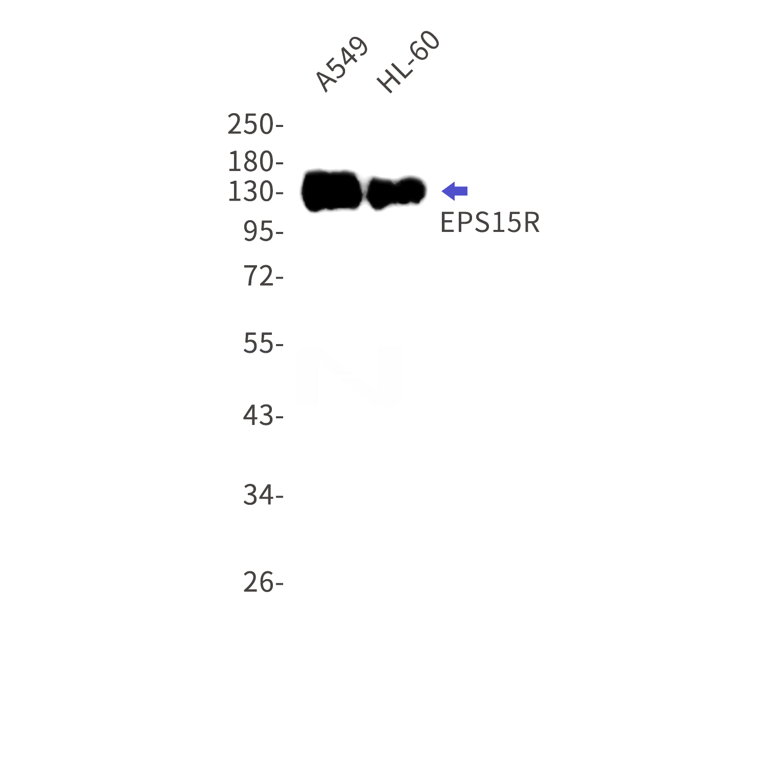 Western blot detection of EPS15R in A549,HL-60 cell lysates using EPS15R Rabbit mAb(1:1000 diluted).Predicted band size:94kDa.Observed band size:130kDa.