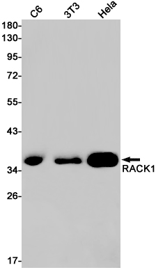 Western blot detection of RACK1 in C6,3T3,Hela cell lysates using RACK1 Rabbit pAb(1:1000 diluted).Predicted band size:35kDa.Observed band size:35kDa.
