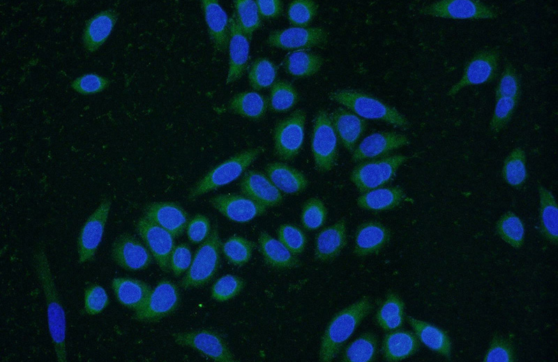Immunofluorescent analysis of (-20oc Ethanol) fixed HeLa cells using Catalog No:109358(CNPY4 Antibody) at dilution of 1:50 and Alexa Fluor 488-congugated AffiniPure Goat Anti-Rabbit IgG(H+L)